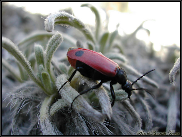 Apalus bipunctatus (Meloidae)