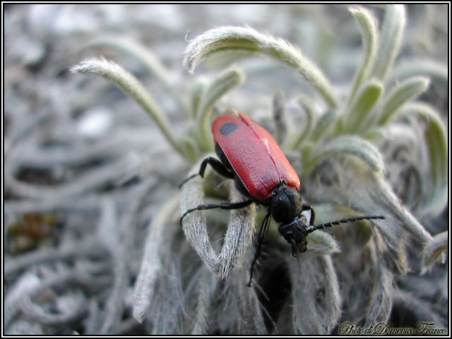 Apalus bipunctatus (Meloidae)