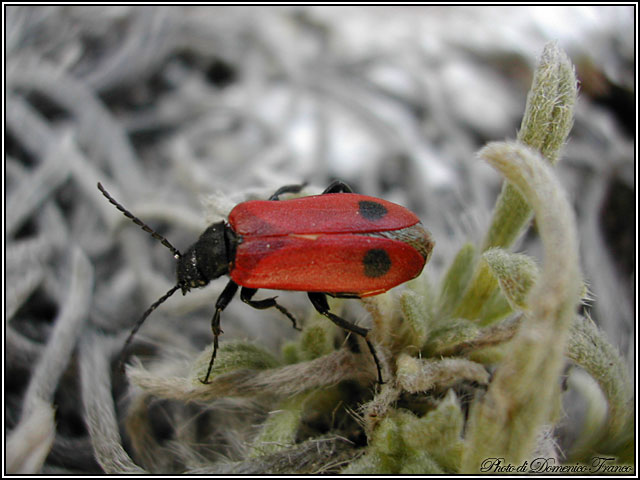 Apalus bipunctatus (Meloidae)