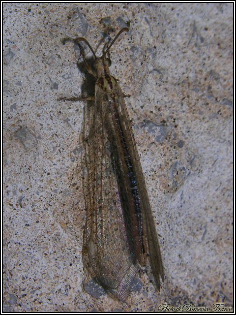 Macronemurus cfr. appendiculatus madonita