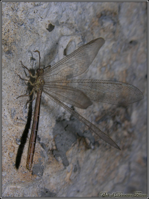 Macronemurus cfr. appendiculatus madonita