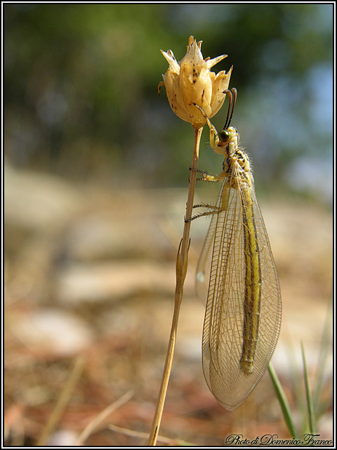 Macronemurus cfr. appendiculatus madonita