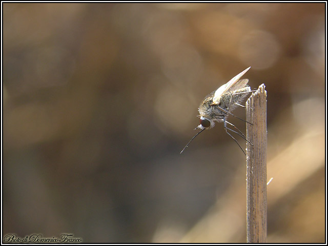 Geron cf gibbosus (Bombyliidae)