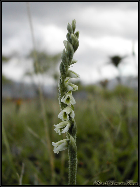 Spiranthes spiralis, l''ultima orchidea della stagione