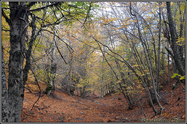 I colori dell''autunno...