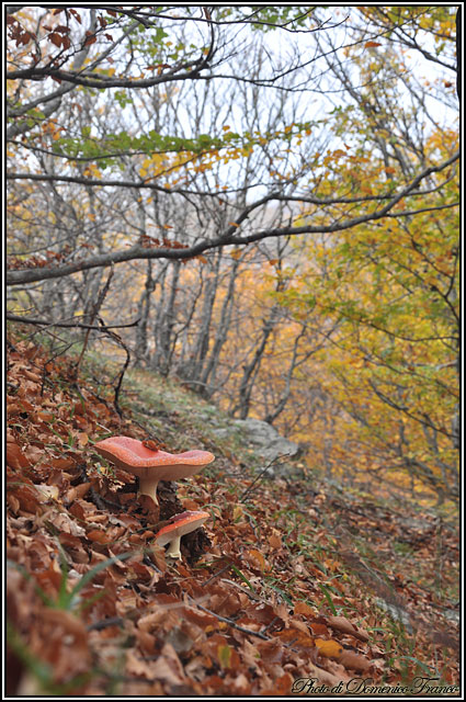I colori dell''autunno...