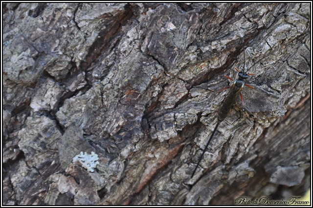 Ichneumonidae (Pimplinae)
