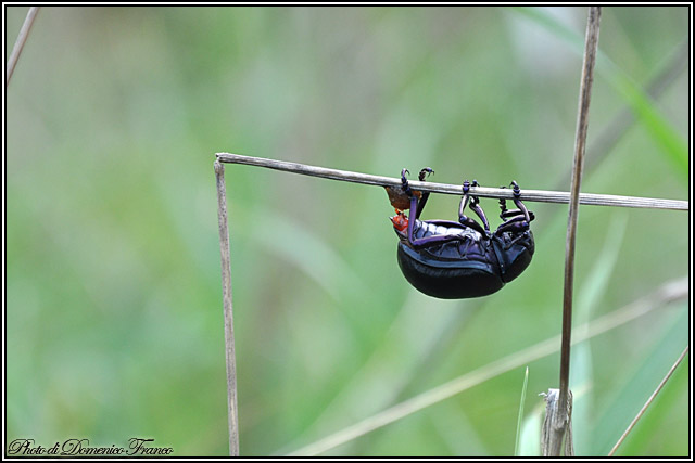 Timarcha pimelioides (Chrysomelidae) in deposizione!