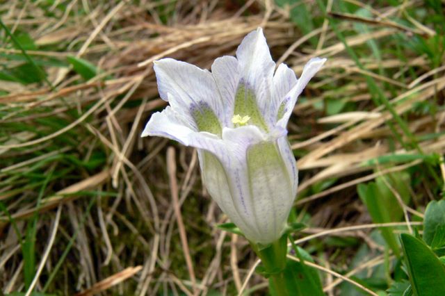 Variazioni cromatiche in Gentiana acaulis (=kochiana)