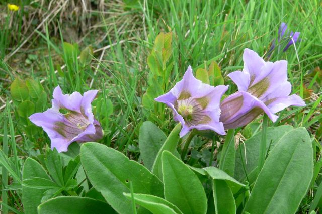 Variazioni cromatiche in Gentiana acaulis (=kochiana)