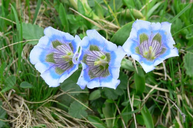 Variazioni cromatiche in Gentiana acaulis (=kochiana)