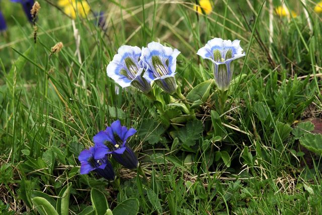 Variazioni cromatiche in Gentiana acaulis (=kochiana)