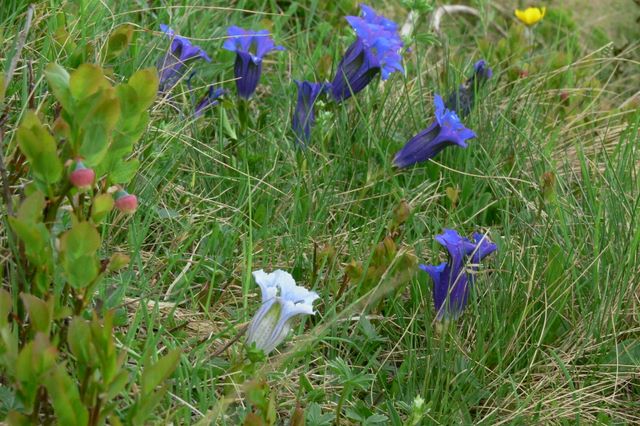 Variazioni cromatiche in Gentiana acaulis (=kochiana)