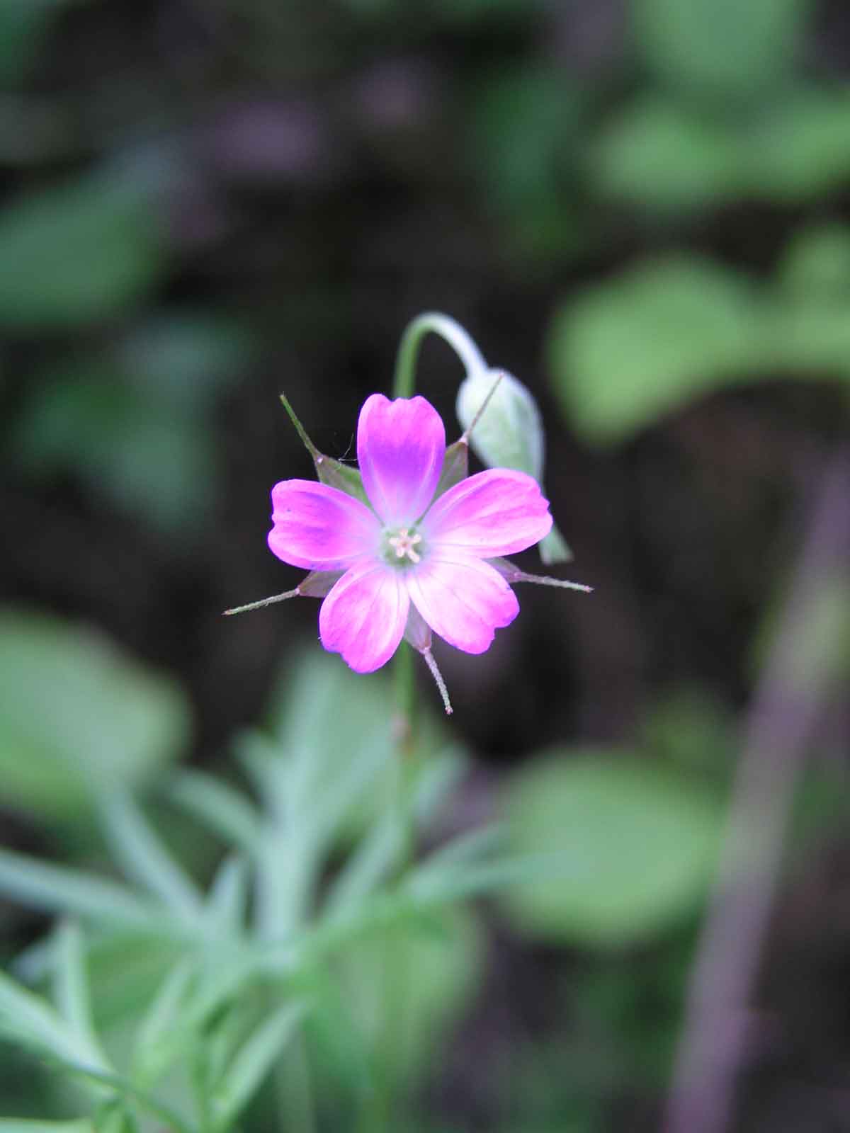 Geranium columbinum / Geranio colombino