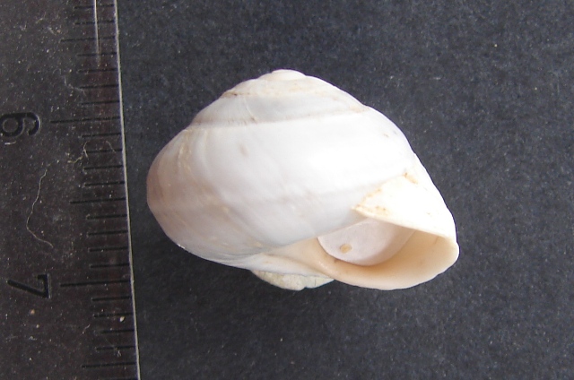 Sphincterochila (Albea) candidissima (Draparnaud, 1801)