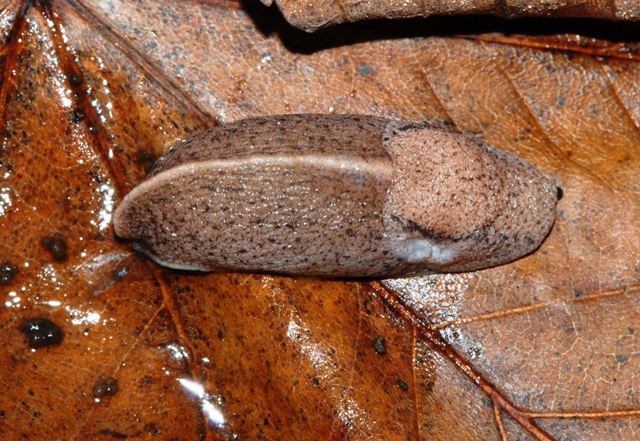 Tandonia sowerbyi  da Monte Pidocchina Pracchia (PT)