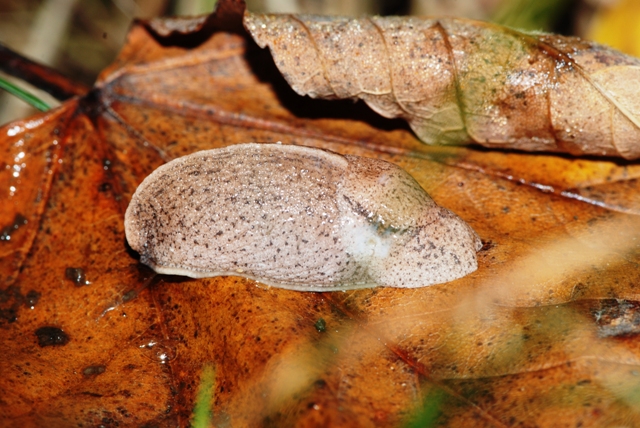 Tandonia sowerbyi  da Monte Pidocchina Pracchia (PT)