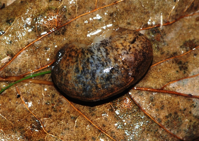 Tandonia sowerbyi  da Monte Pidocchina Pracchia (PT)