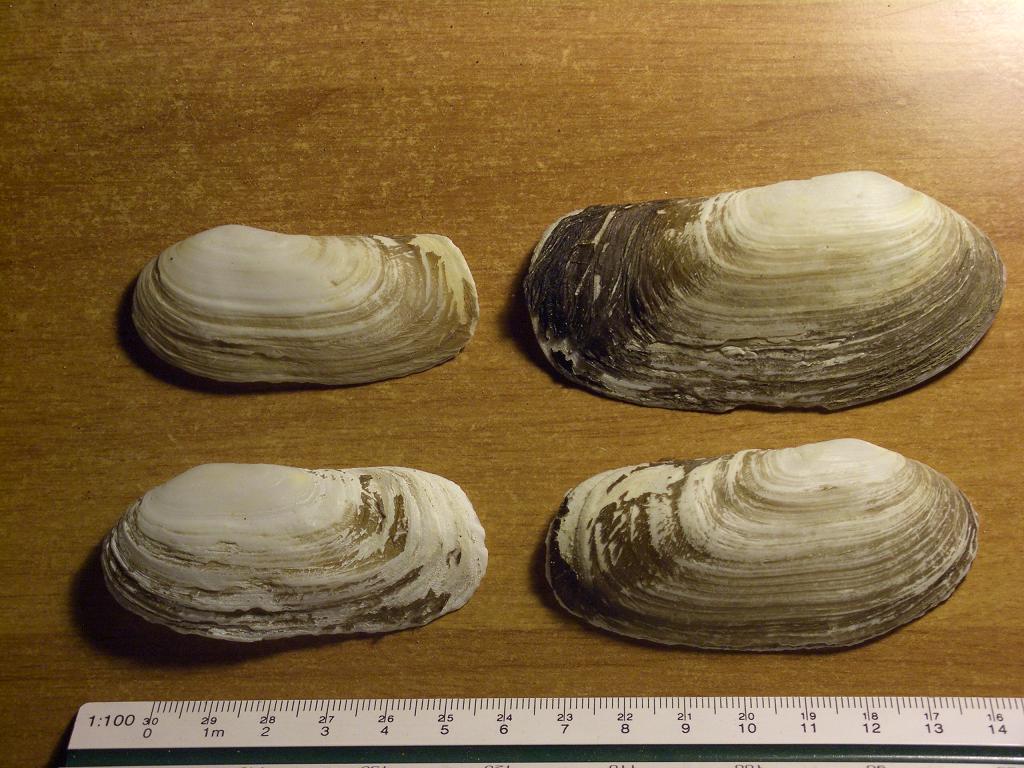 Lutraria magna