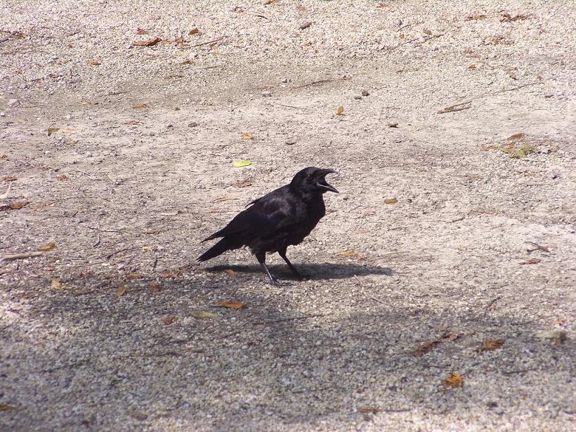 Corvus corone