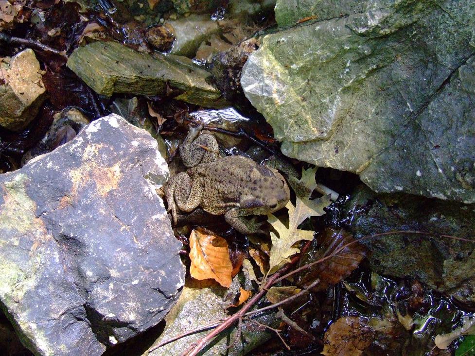 La rospa frettolosa... - Bufo bufo