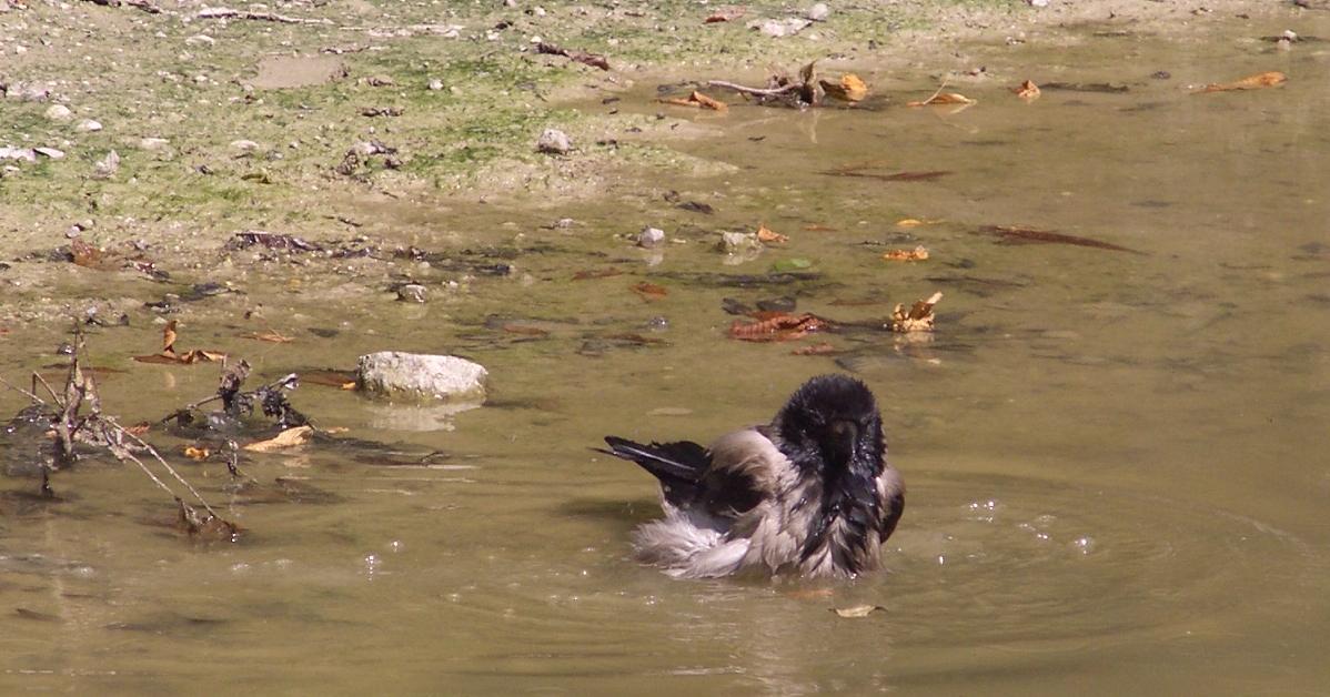 Uccelli arruffati