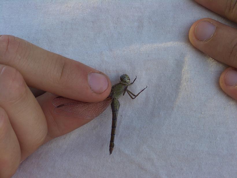 Odonato da identificare - Orthetrum coerulescens