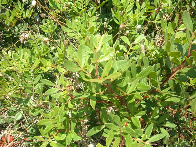 Pistacia lentiscus / Lentisco