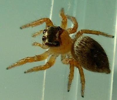 Evarcha sp.