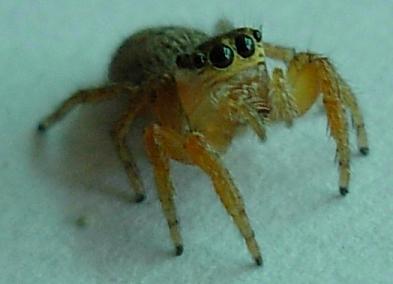 Evarcha sp.