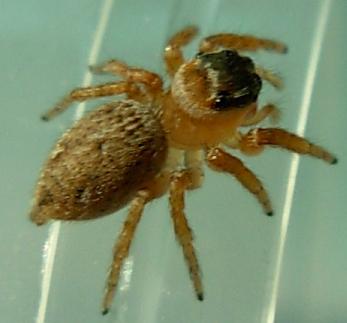 Evarcha sp.