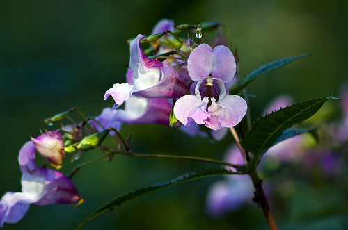 Impatiens glandulifera