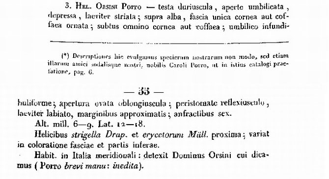 Lumaca dagli alti prati magellensi(Monacha cf orsini)