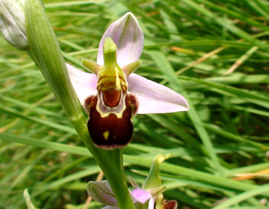 Orchidee dai Monti della Laga