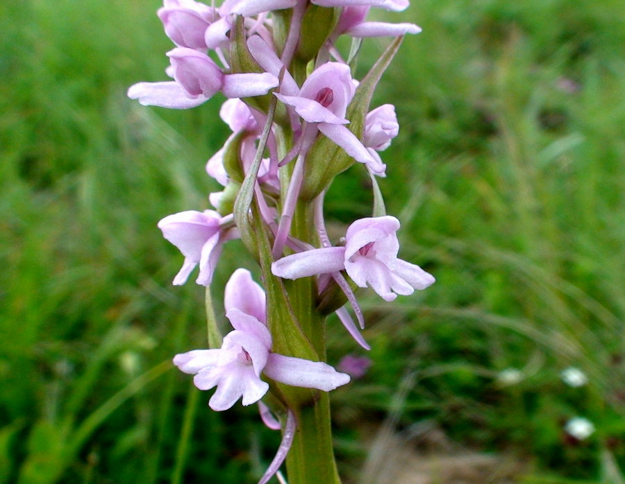 Orchidee dai Monti della Laga