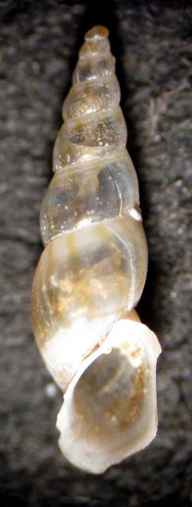 Zannone 18m (Rissoa 22-4/2133-5) R. rhodensis e auriscalpium