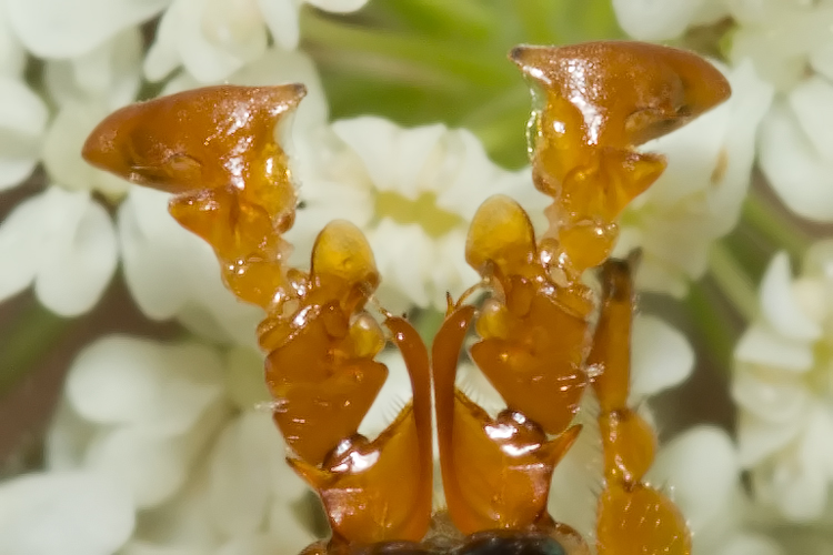Per i più bravi....Cerocoma schreberi (Meloidae)