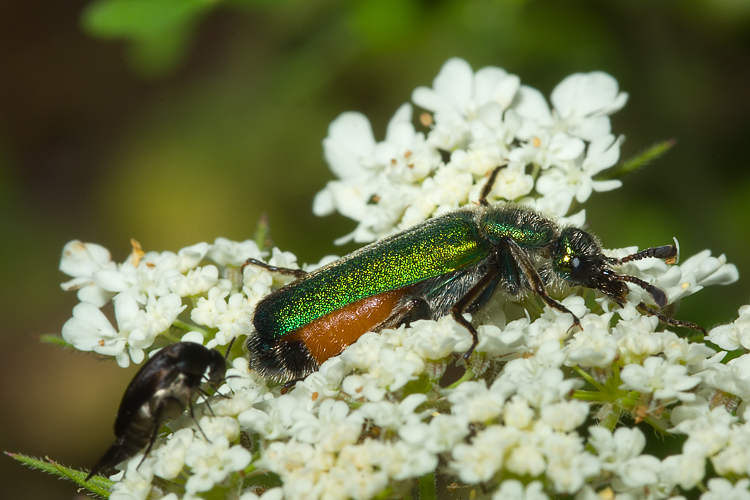 Per i più bravi....Cerocoma schreberi (Meloidae)