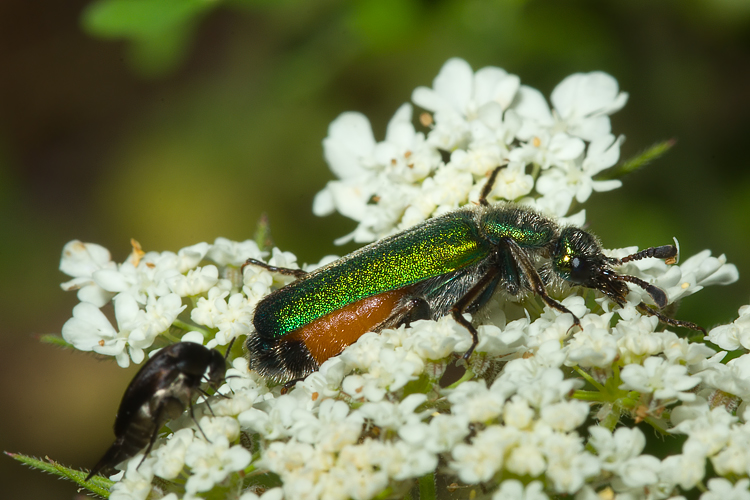 Per i pi bravi....Cerocoma schreberi (Meloidae)