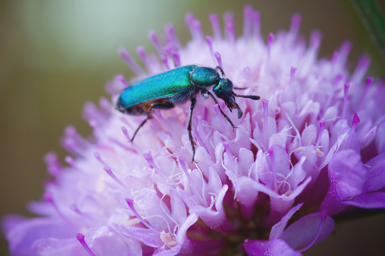 Per i pi bravi....Cerocoma schreberi (Meloidae)