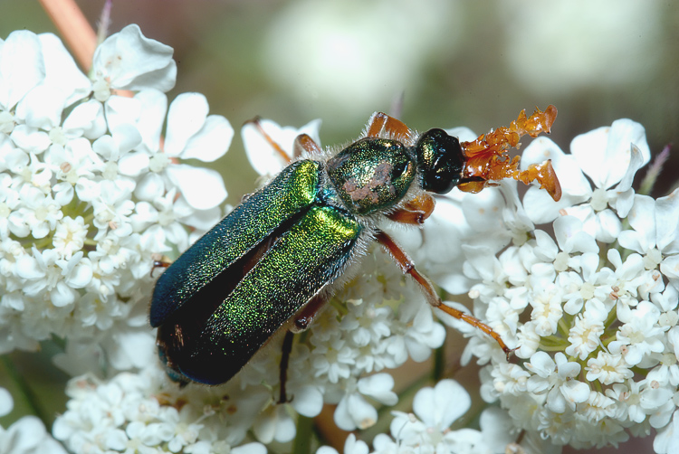 Per i più bravi....Cerocoma schreberi (Meloidae)