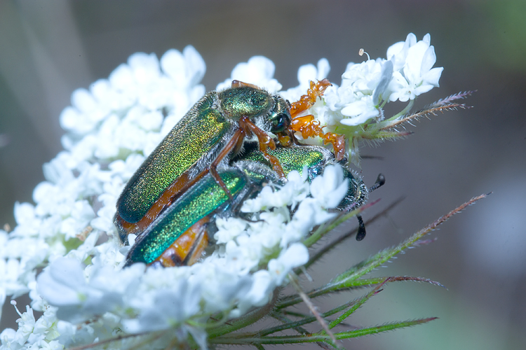 Per i pi bravi....Cerocoma schreberi (Meloidae)