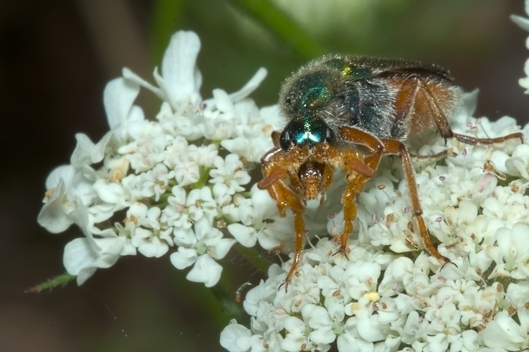 Per i più bravi....Cerocoma schreberi (Meloidae)