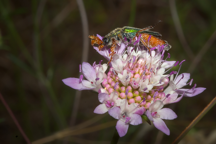 Per i pi bravi....Cerocoma schreberi (Meloidae)