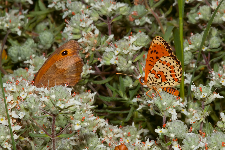 Maniola jurtina e Melitaea didyma