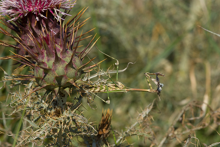 Empusa pennata