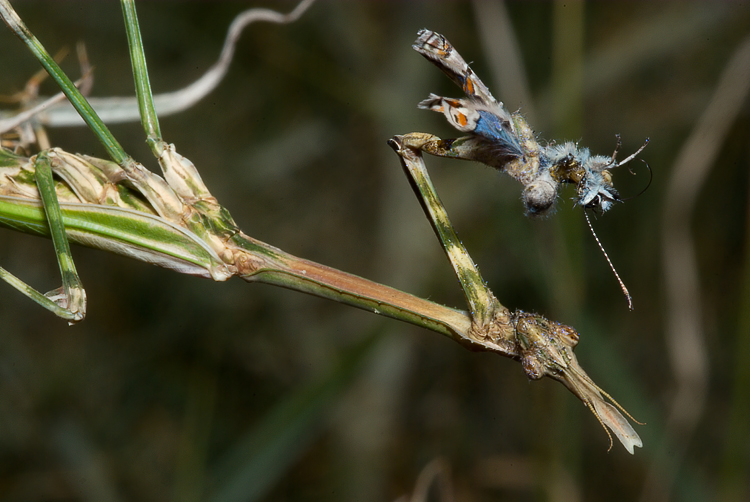 Empusa pennata