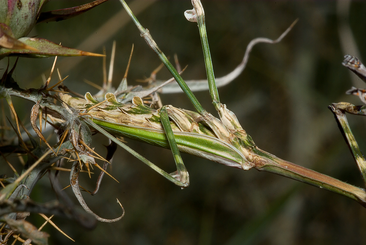 Empusa pennata