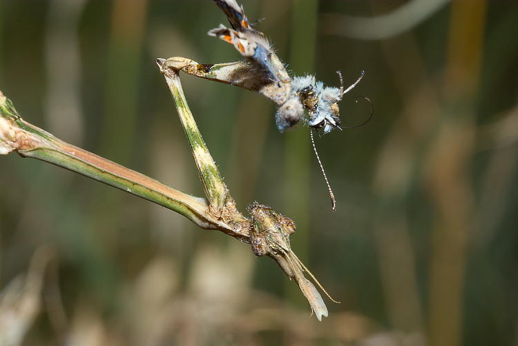 Empusa pennata