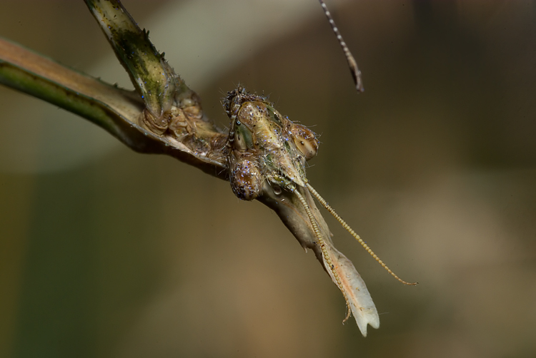 Empusa pennata